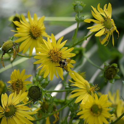 flowers on campus